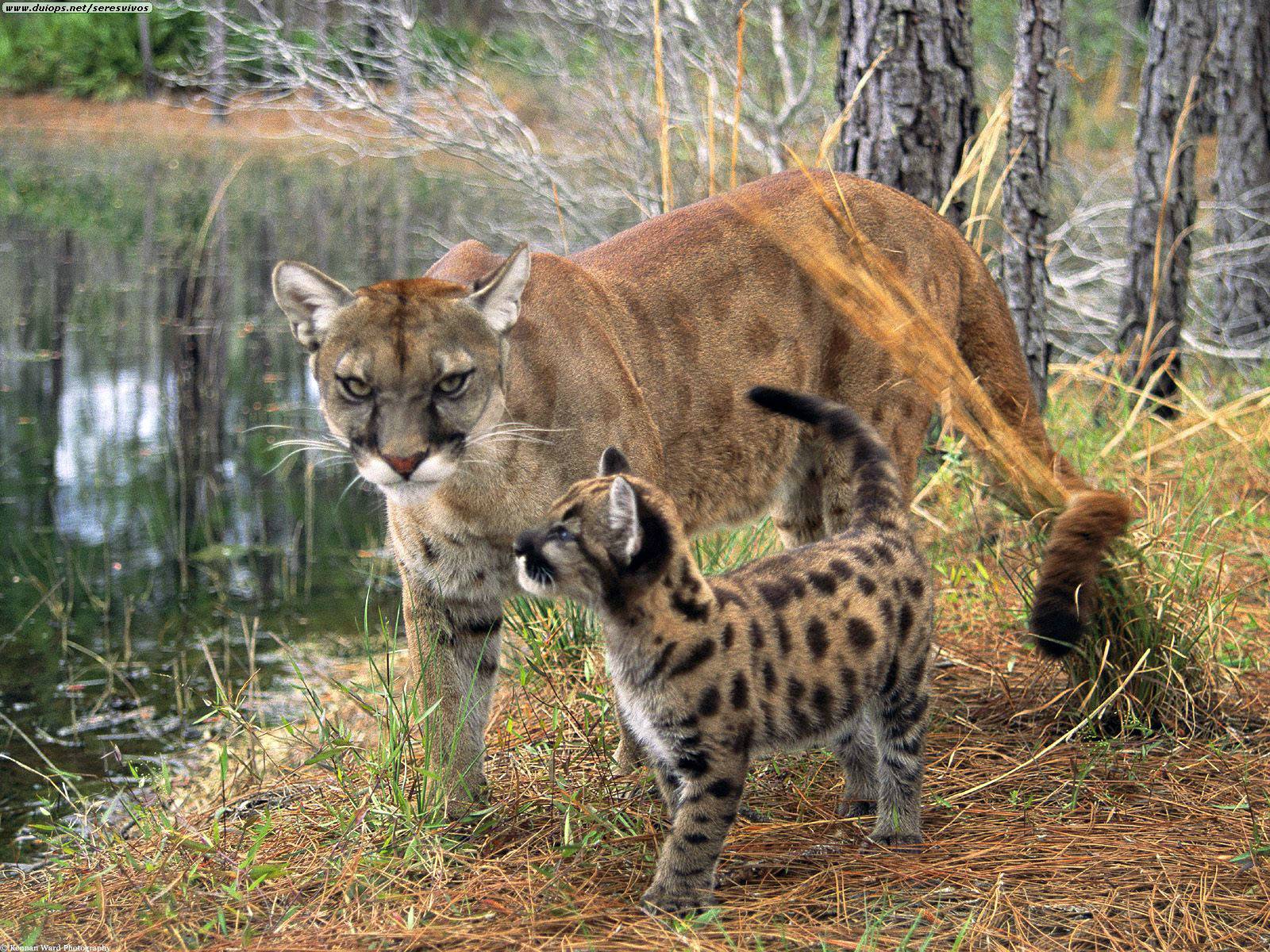 florida panther