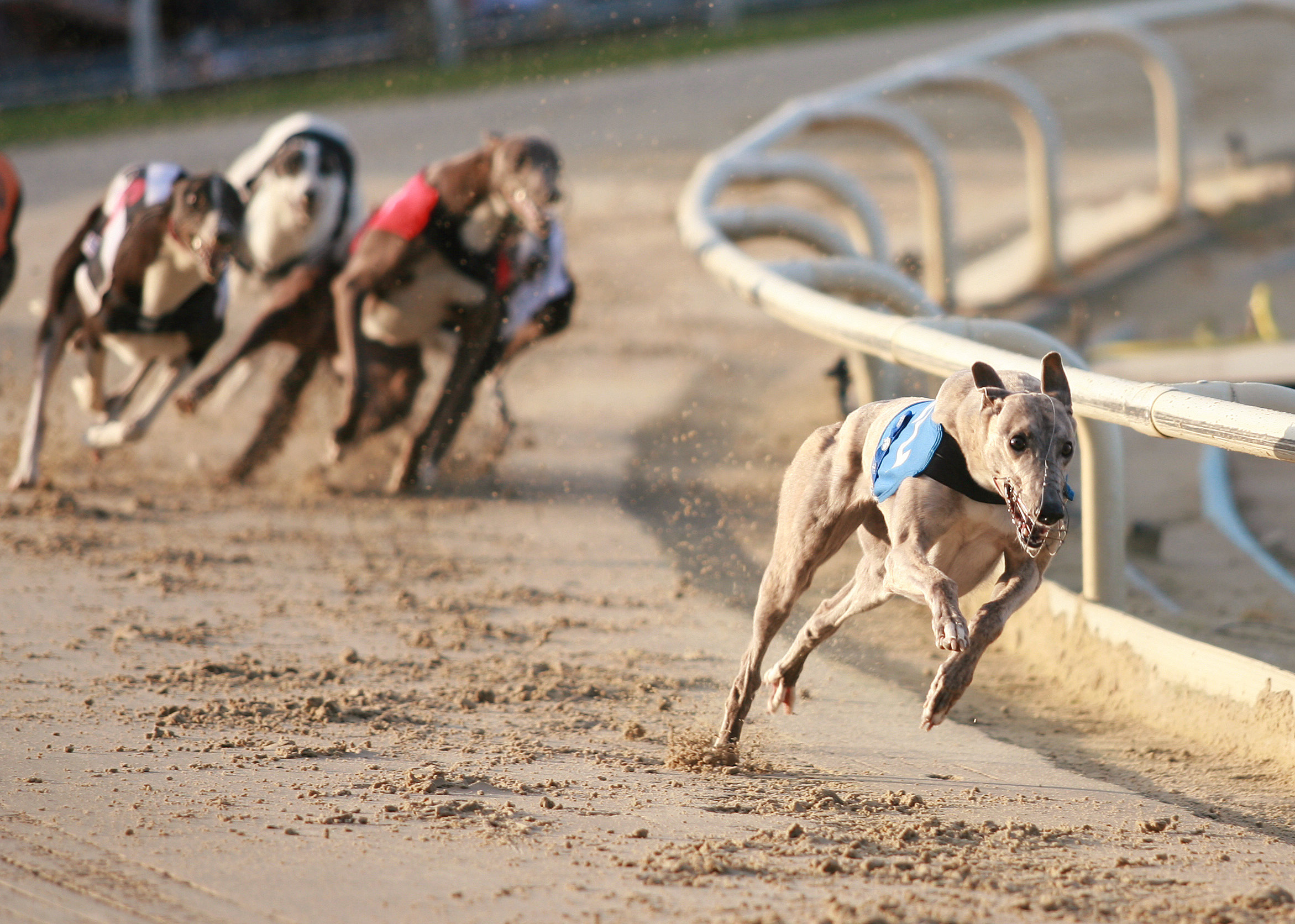 Greyhound racing reform group endorses in Florida primaries Florida