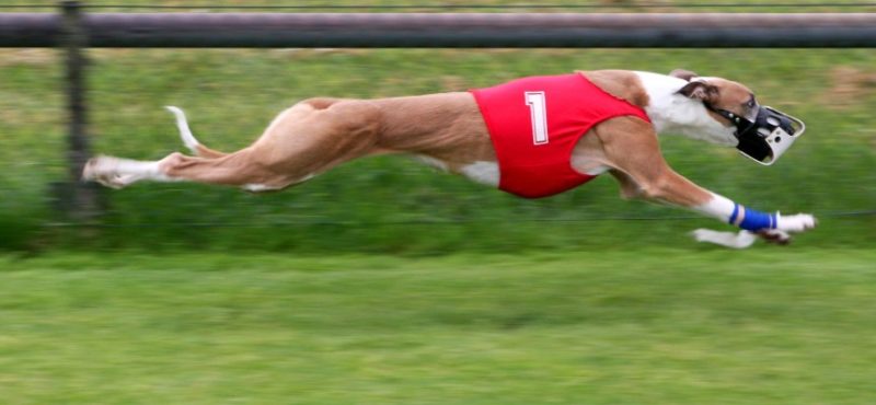 Greyhound Crossroads - Lure Coursing