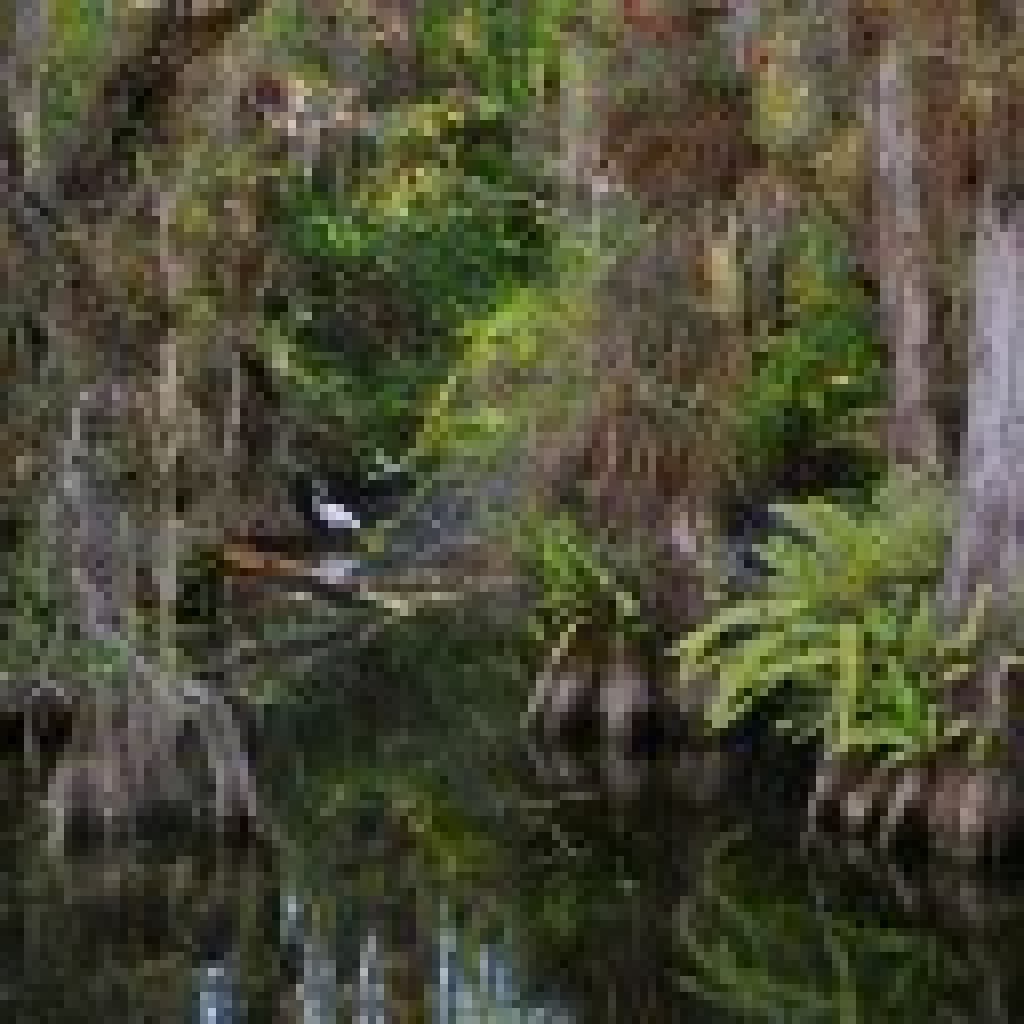 freshwater-swamp-128x128