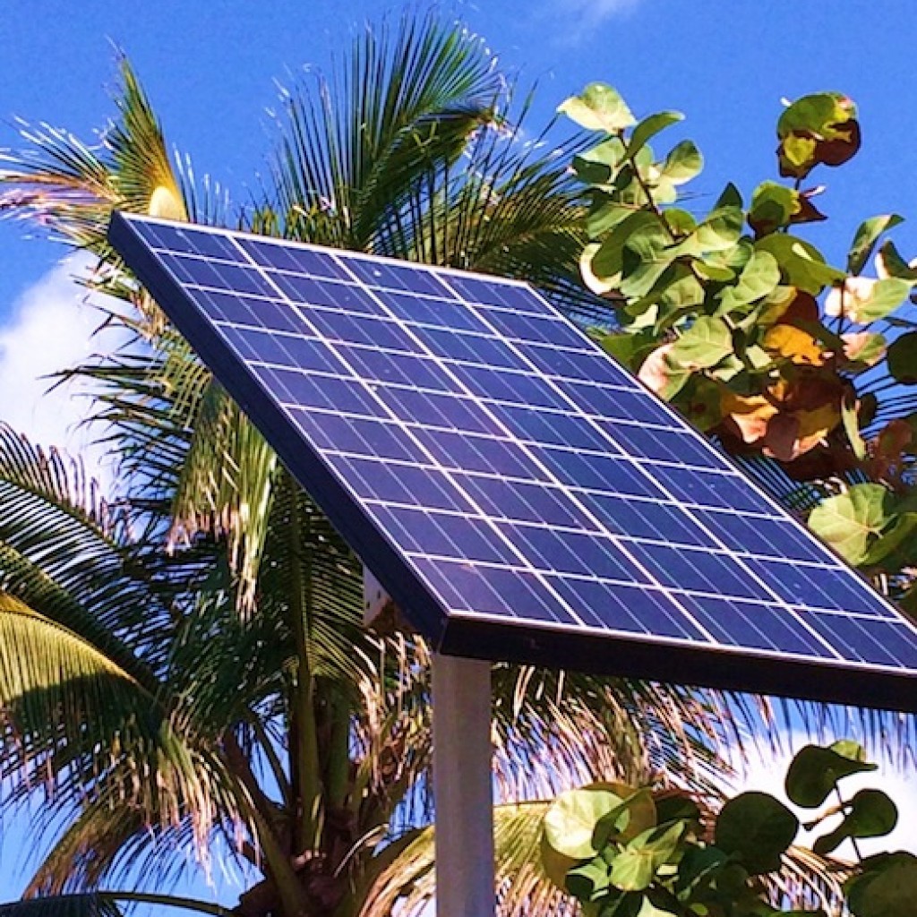 Florida-solar-palm-trees-1024x1024