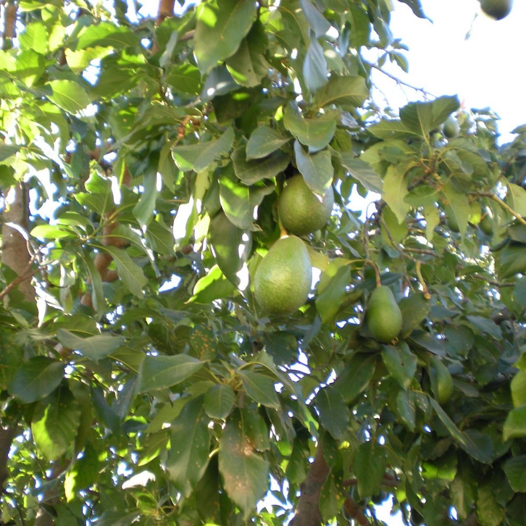avocado-tree-21-1024x1024.jpg