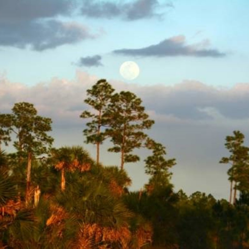 Moonrise-over-Picayune-by-Susan-Stocker-at-Picayune-Strand-State-Forest.-Large-1024x1024.jpg