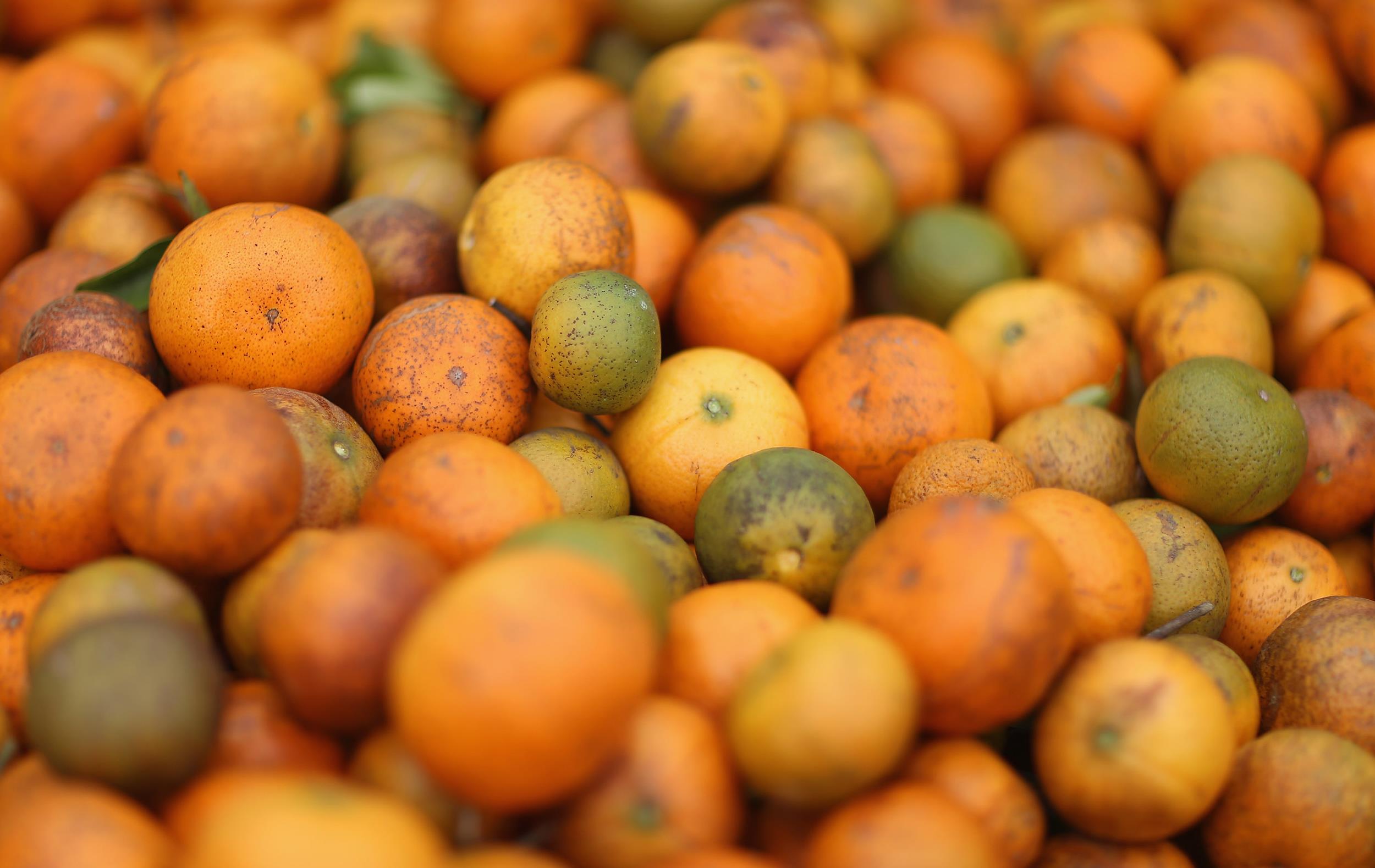 Florida orange harvest lower than projected