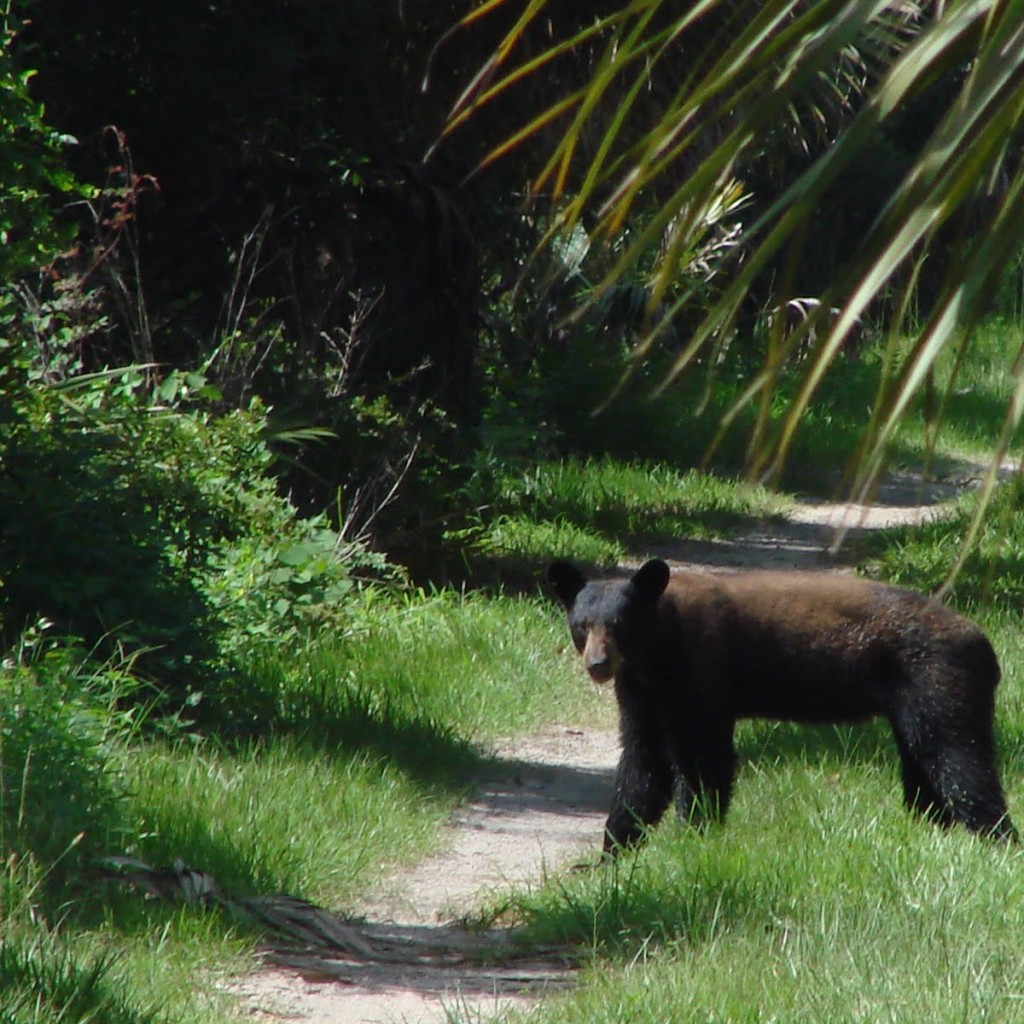 florida-black-bear-1024x1024.jpg