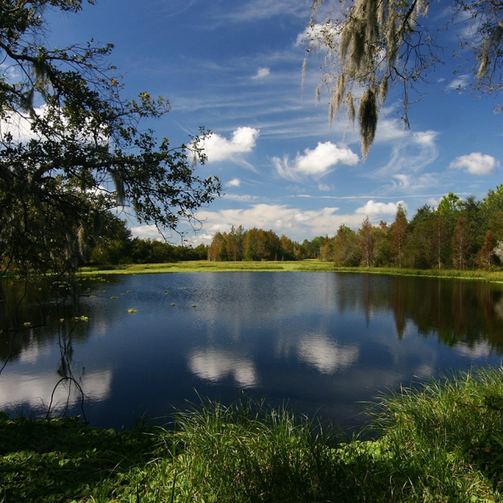 florida wetlands