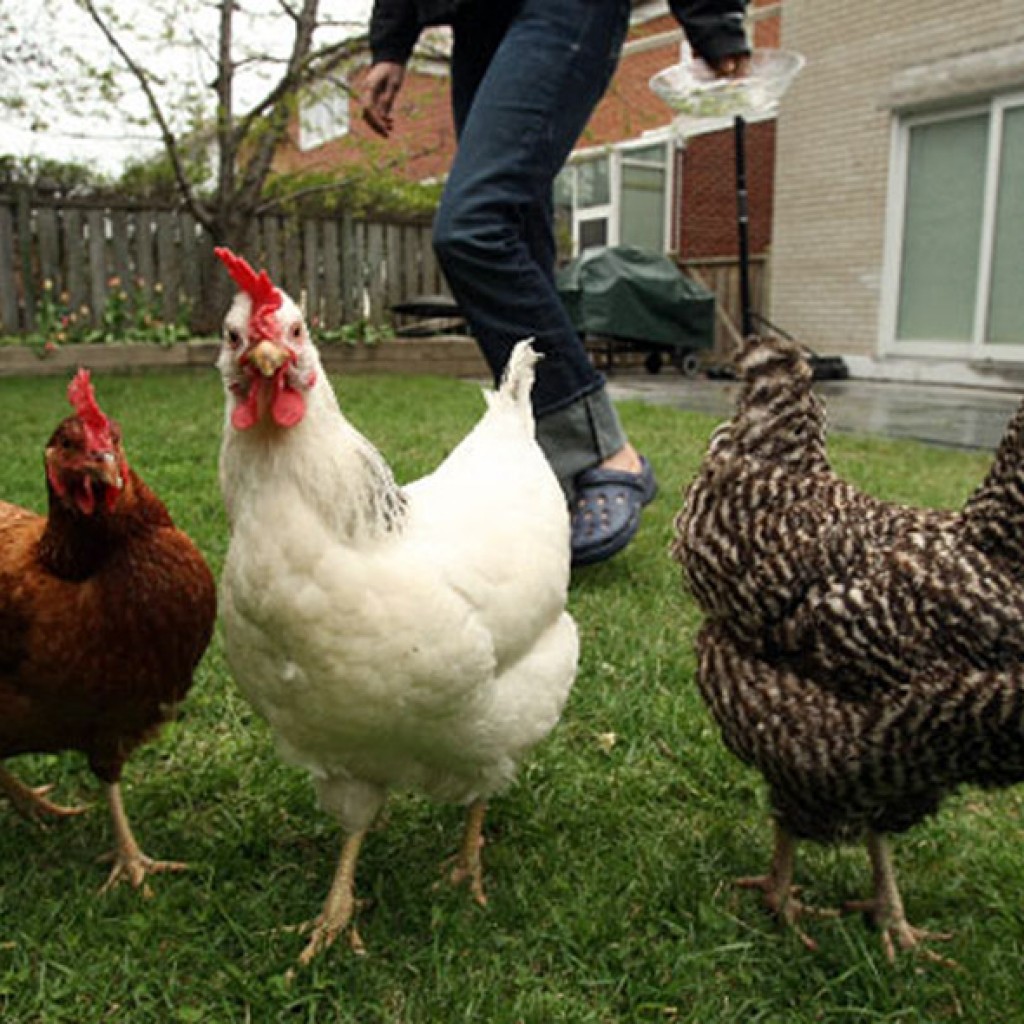 backyard-chickens-U.-of-Md.-1024x1024.jpg