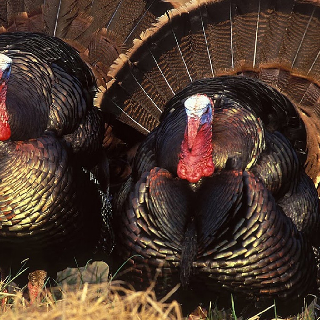 turkeys-tax-watch-e1458318062493-1024x1024.jpg