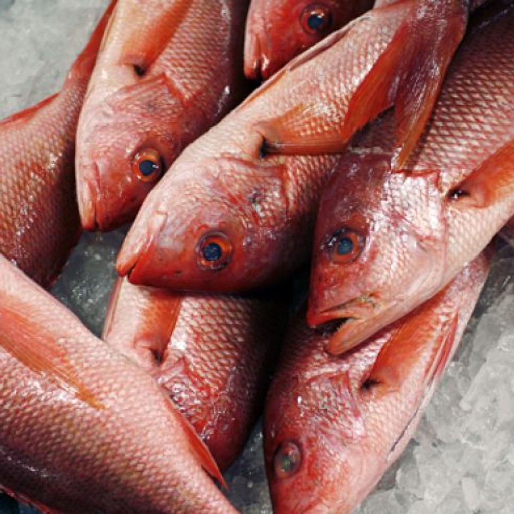 Atlantic Red Snapper