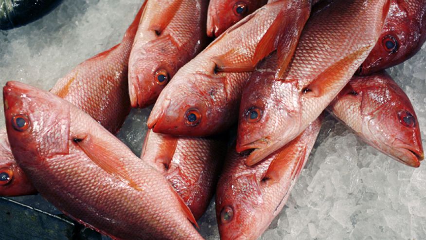 Red snappers