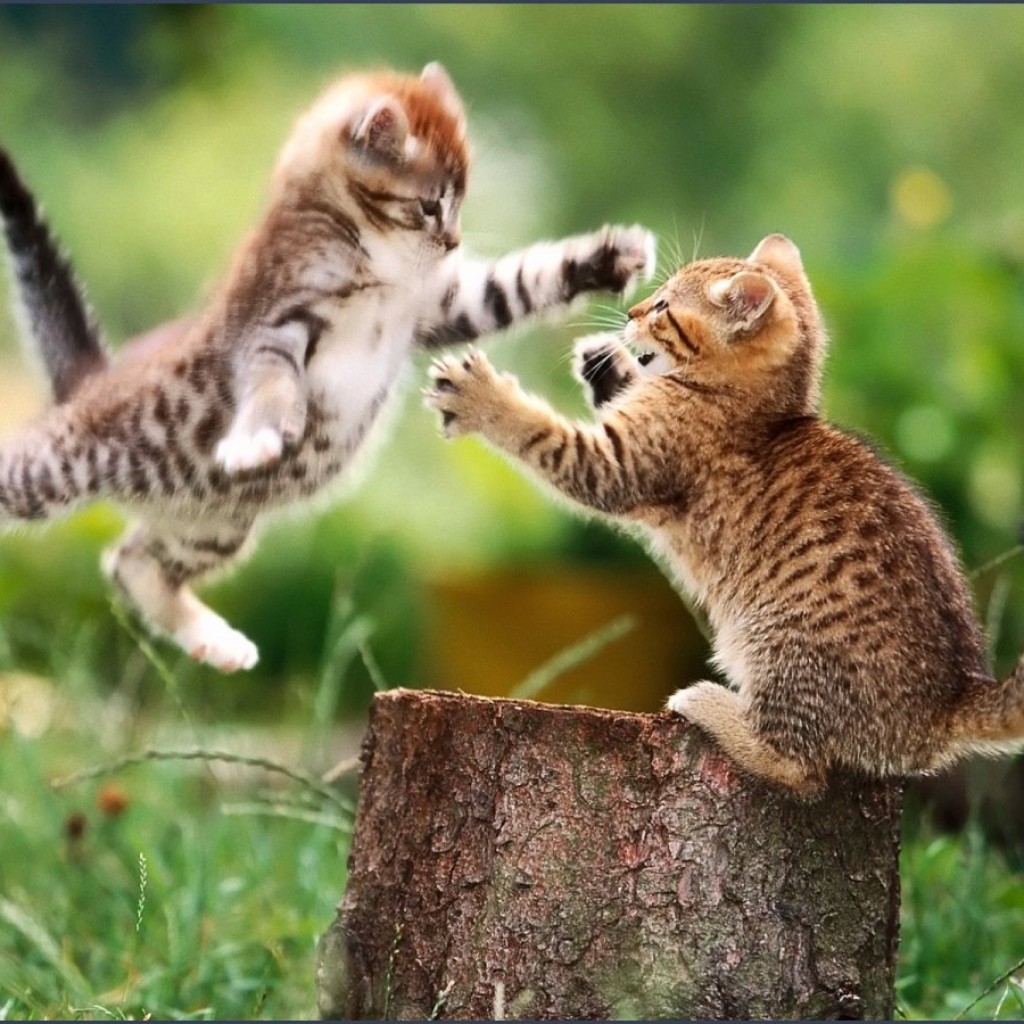 cat fight