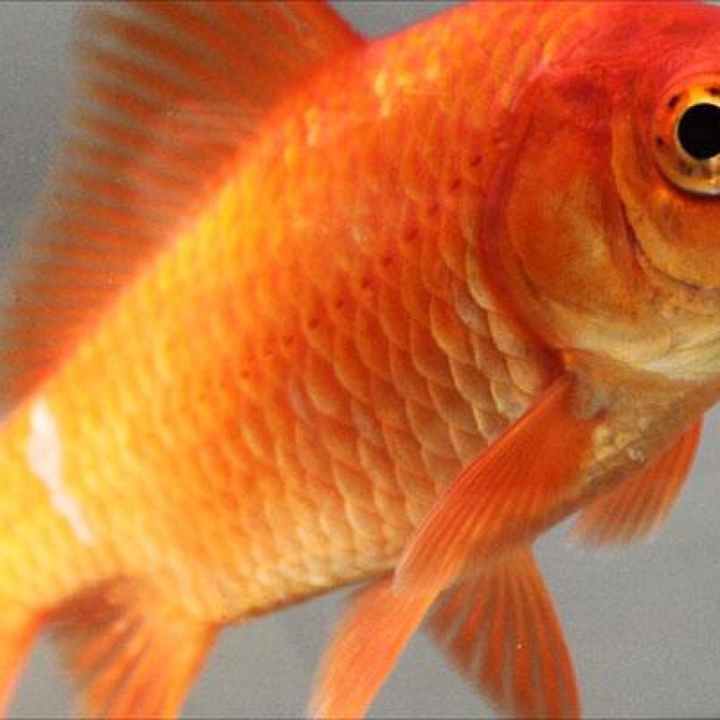 goldfish-1024x1024.jpg