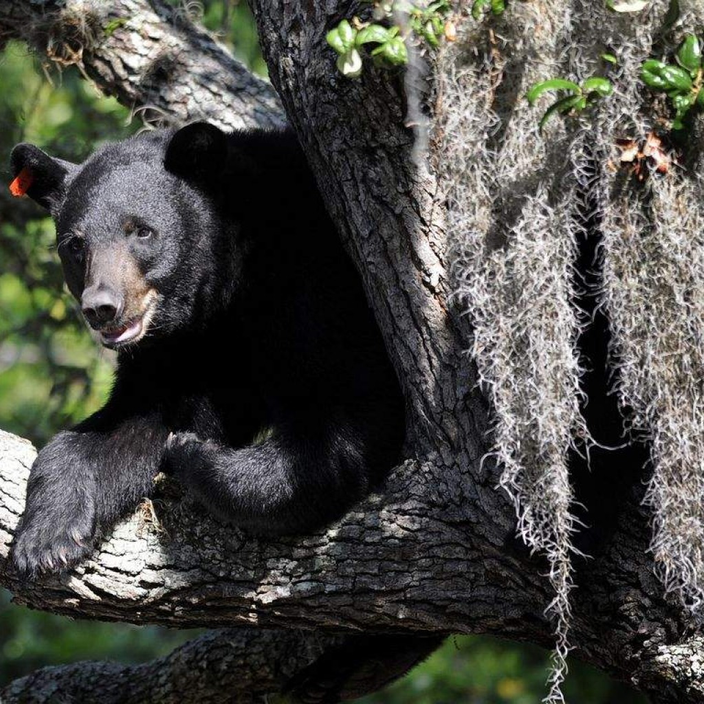 AP photo black bear Florida