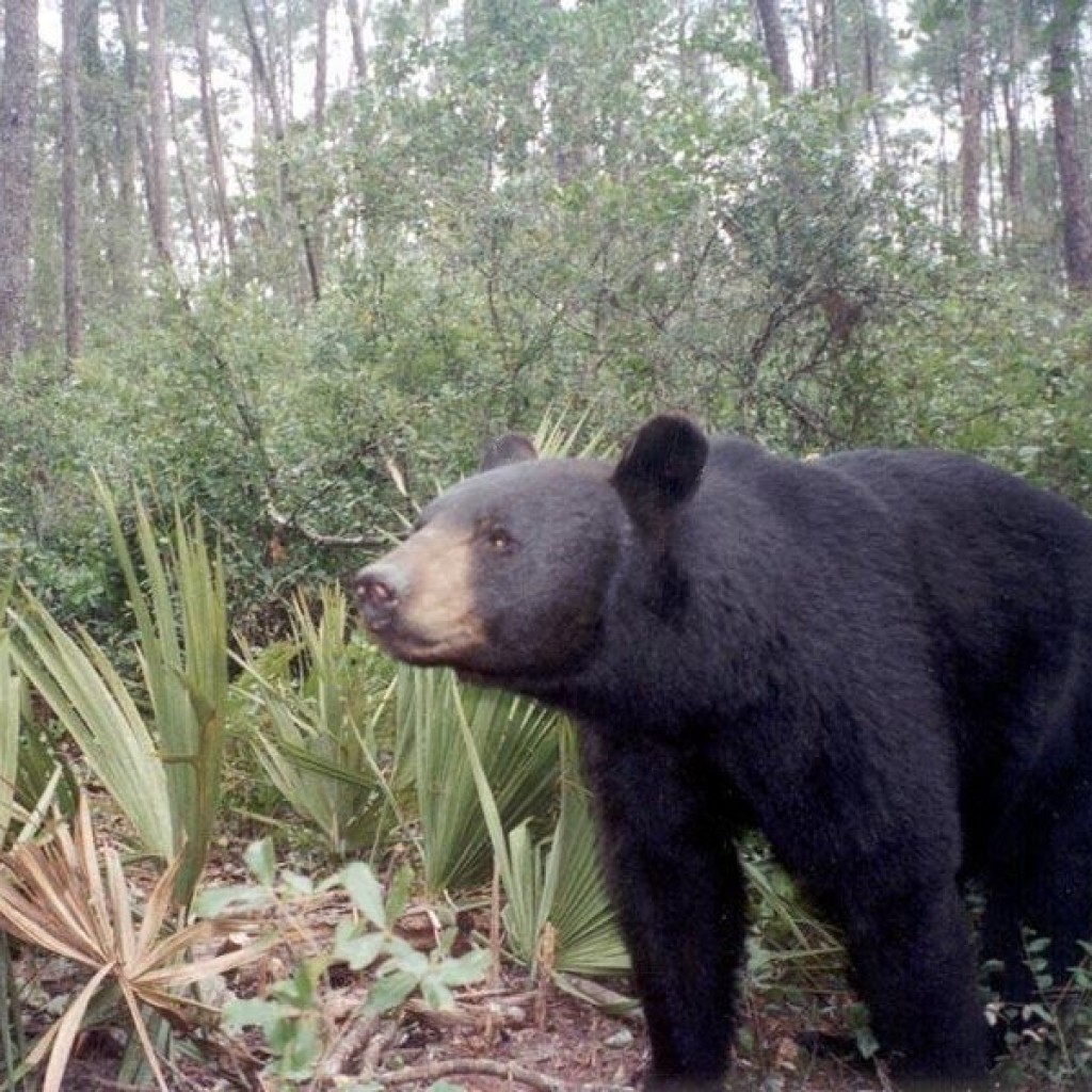 Florida_Black_Bear