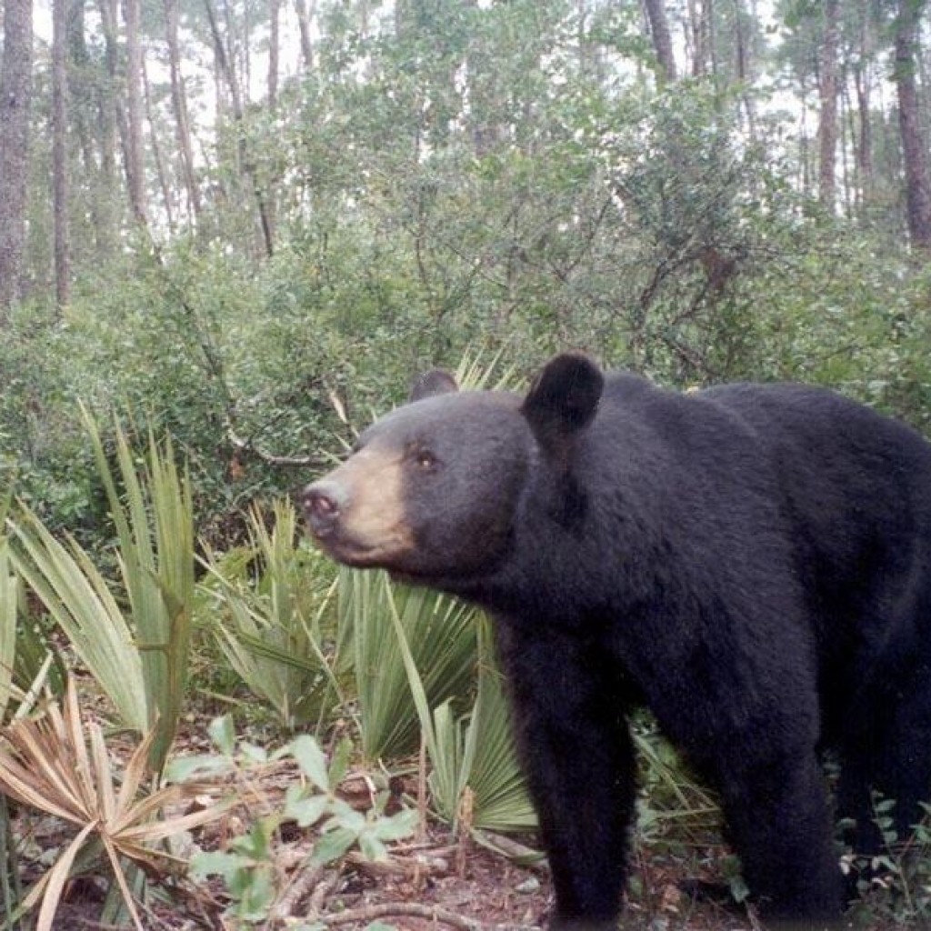 Florida_Black_Bear-1024x1024.jpg