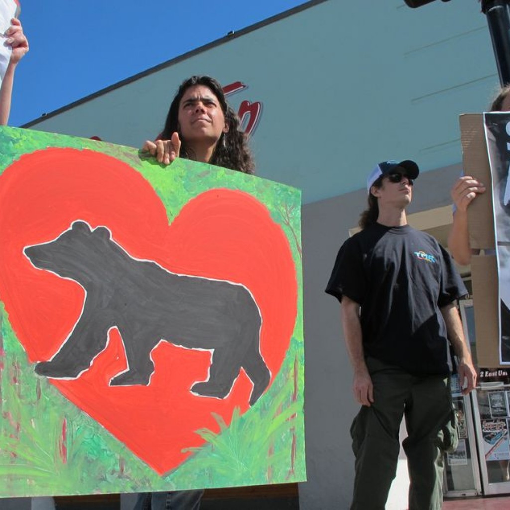 Amid protests, bear hunting season opens in Florida