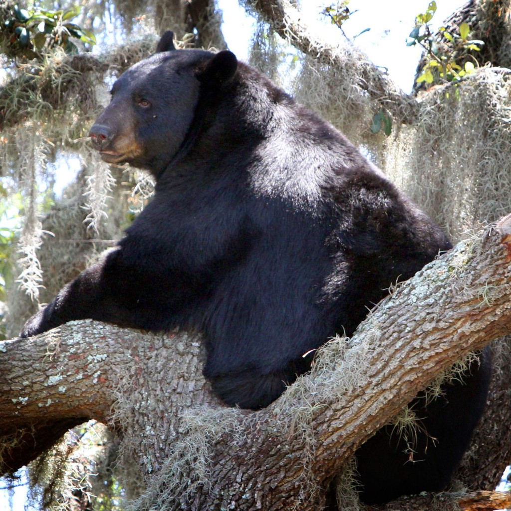 black bear Florida