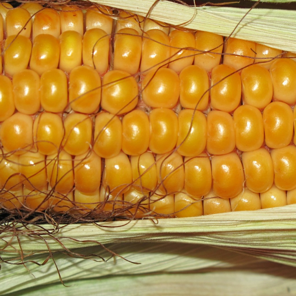 corn-190014_1920-1024x1024.jpg