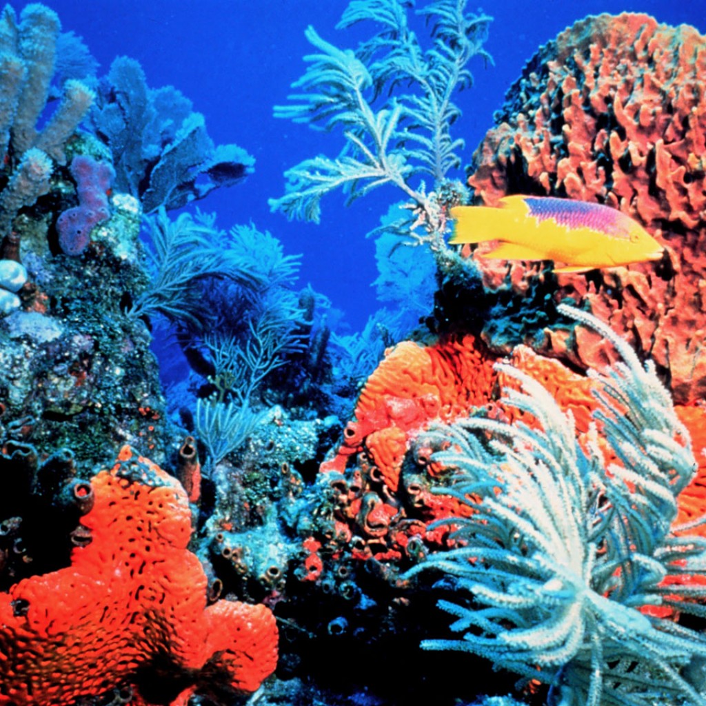 Scientists highlight impact of sunscreen on coral reefs