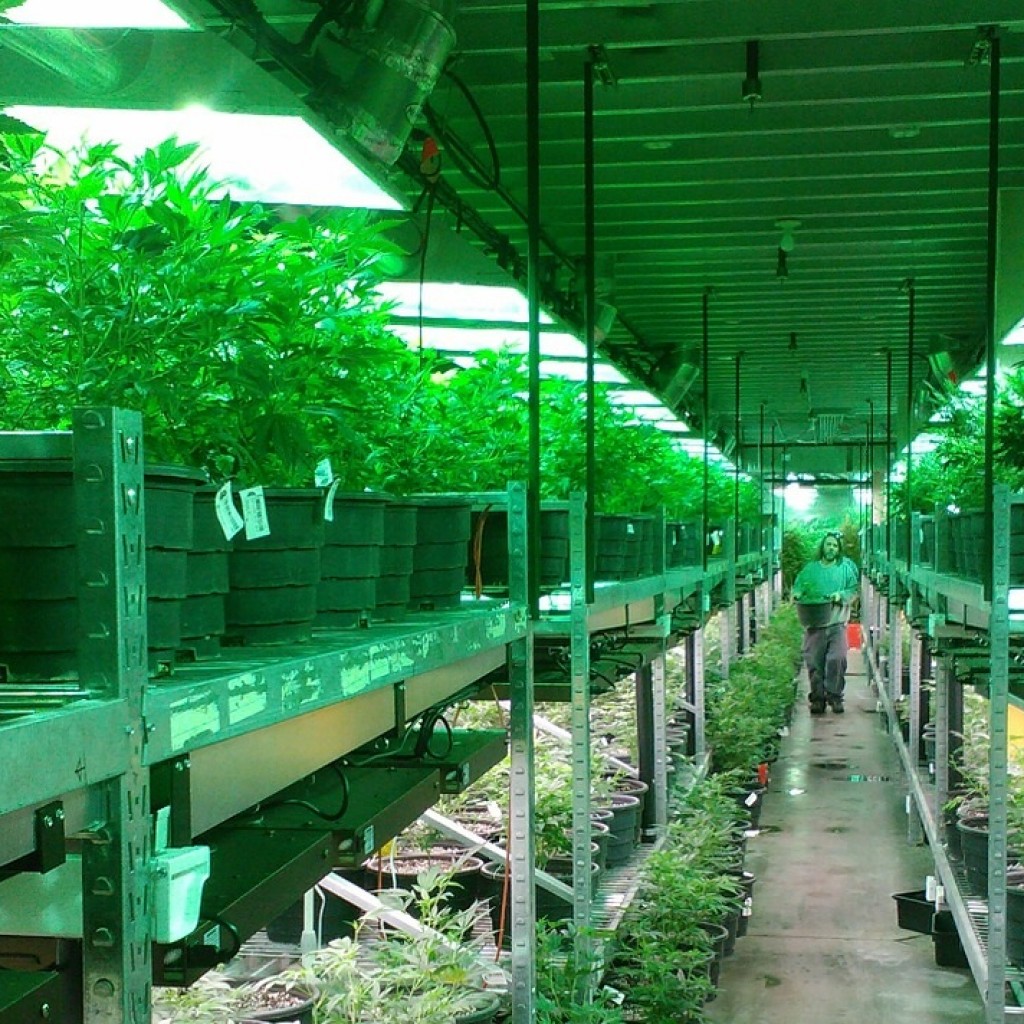 Florida-Approves-5-Nurseries-To-Grow-Medical-Marijuana