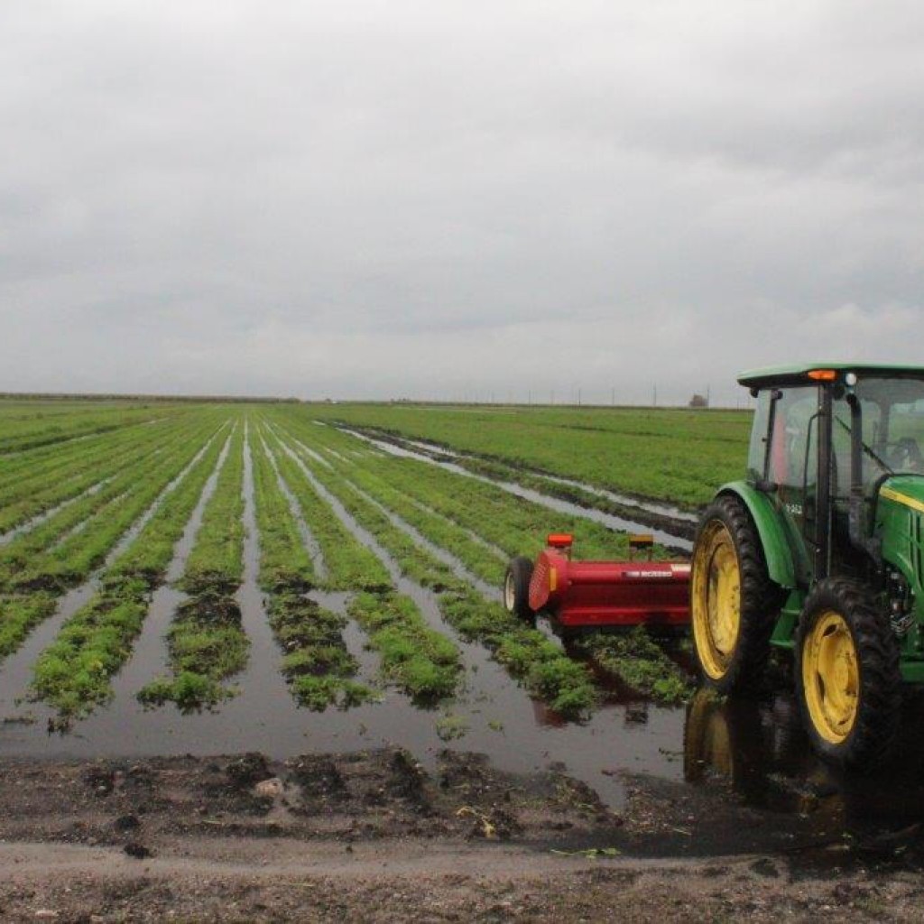 Flooded Parsley 2016 - Copy