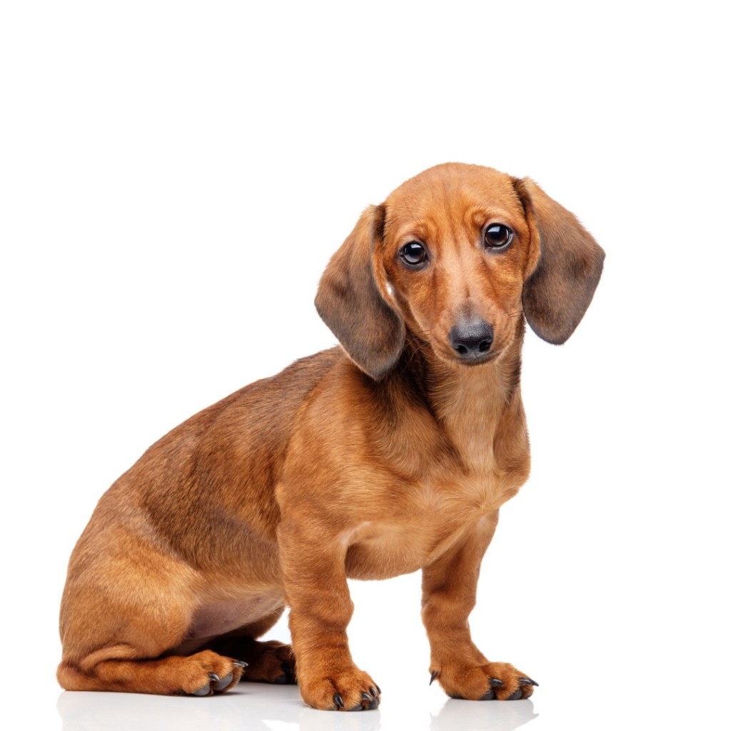 dachshund (Large)