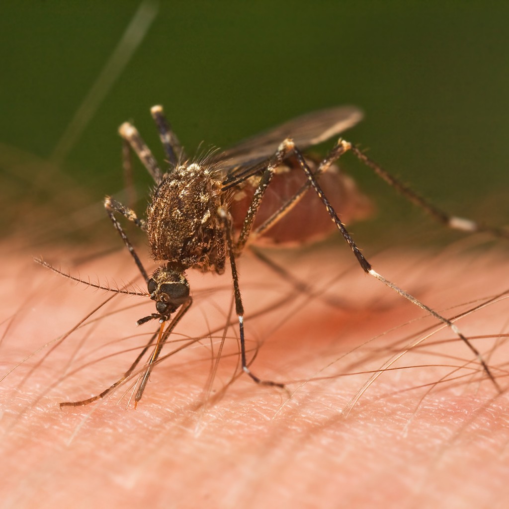 Mosquito-1024x1024.jpg