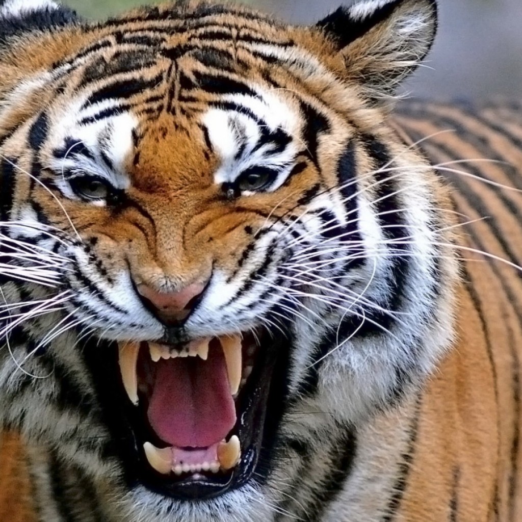 Tiger