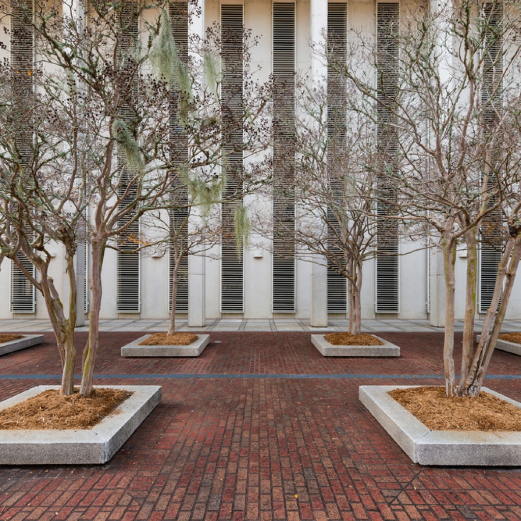 florida capitol - bare trees