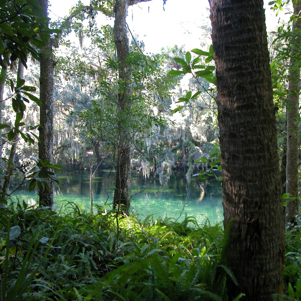 land-conservation-florida-1024x1024.jpg