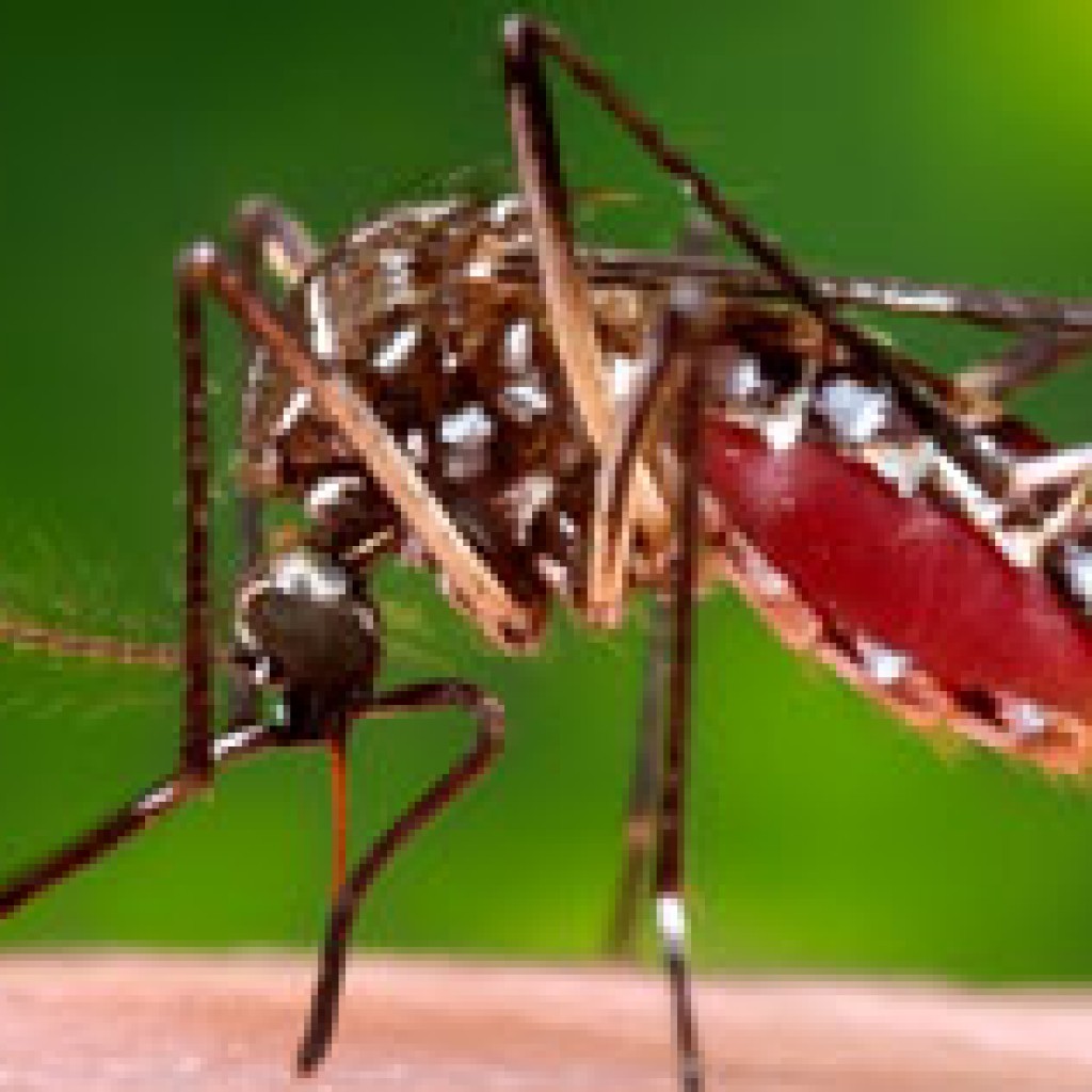 Aedes mosquito