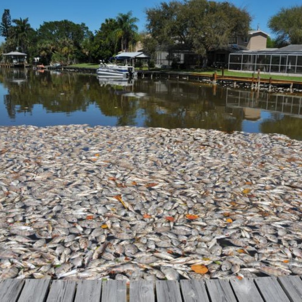 Brevard leaders tackle big fish kill in Indian River Lagoon