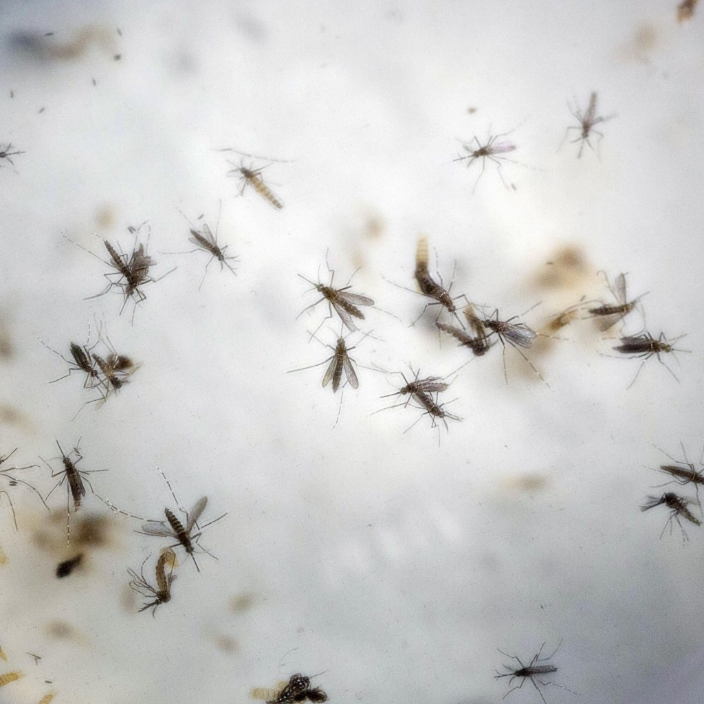 Zika Mosquitoes