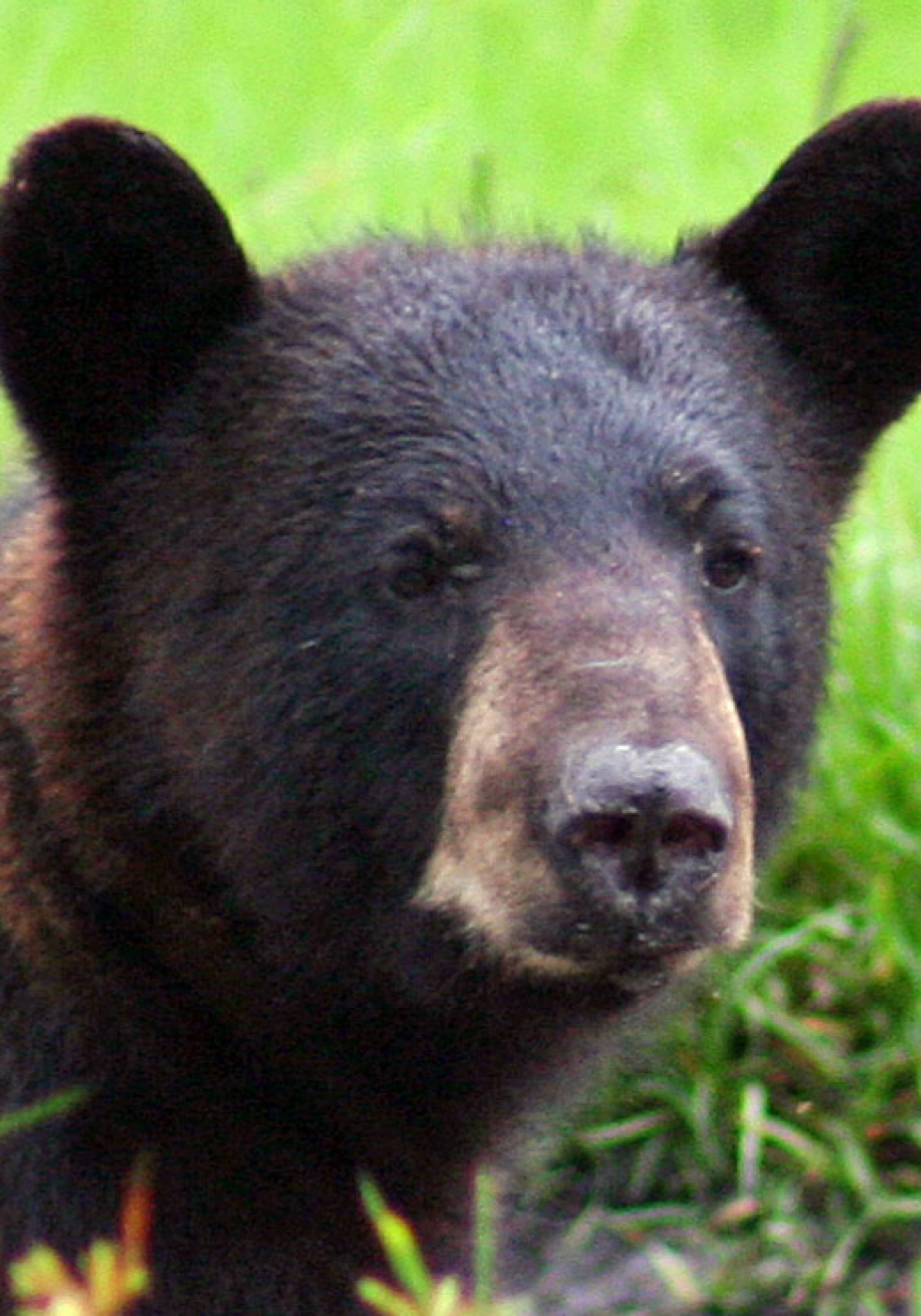 Kate MacFall: Florida black bear hunt — bad idea last year; bad idea this  year