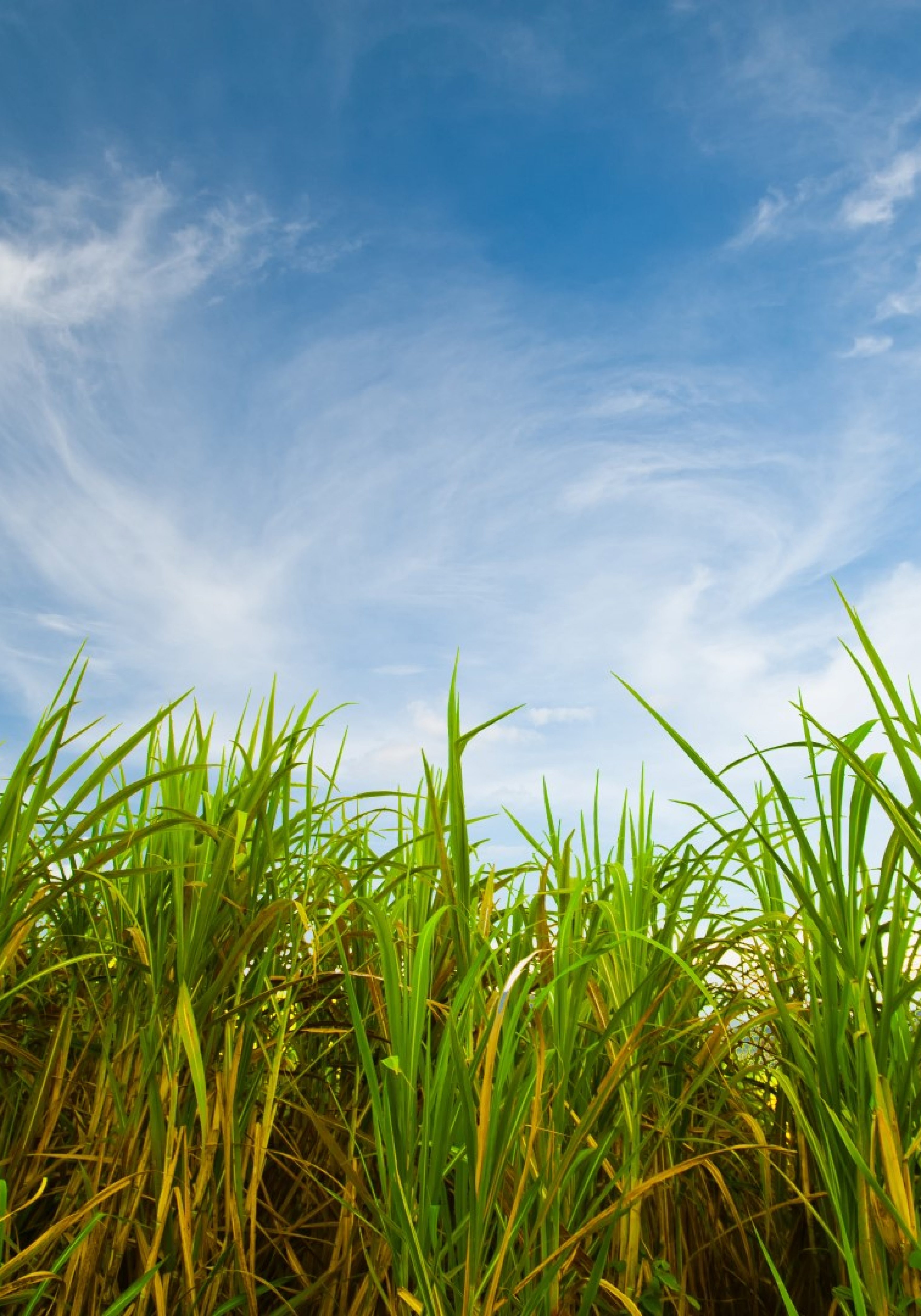 sugar cane (Large)