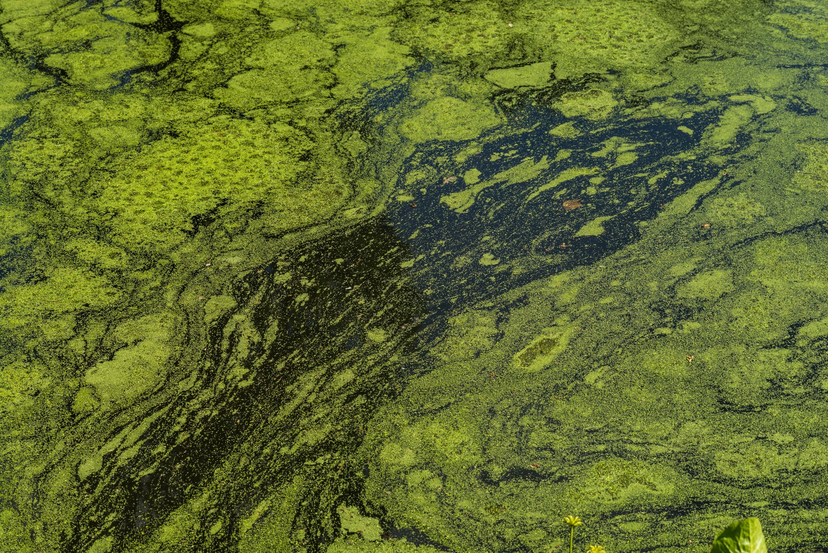 algae-bloom-Large.jpg