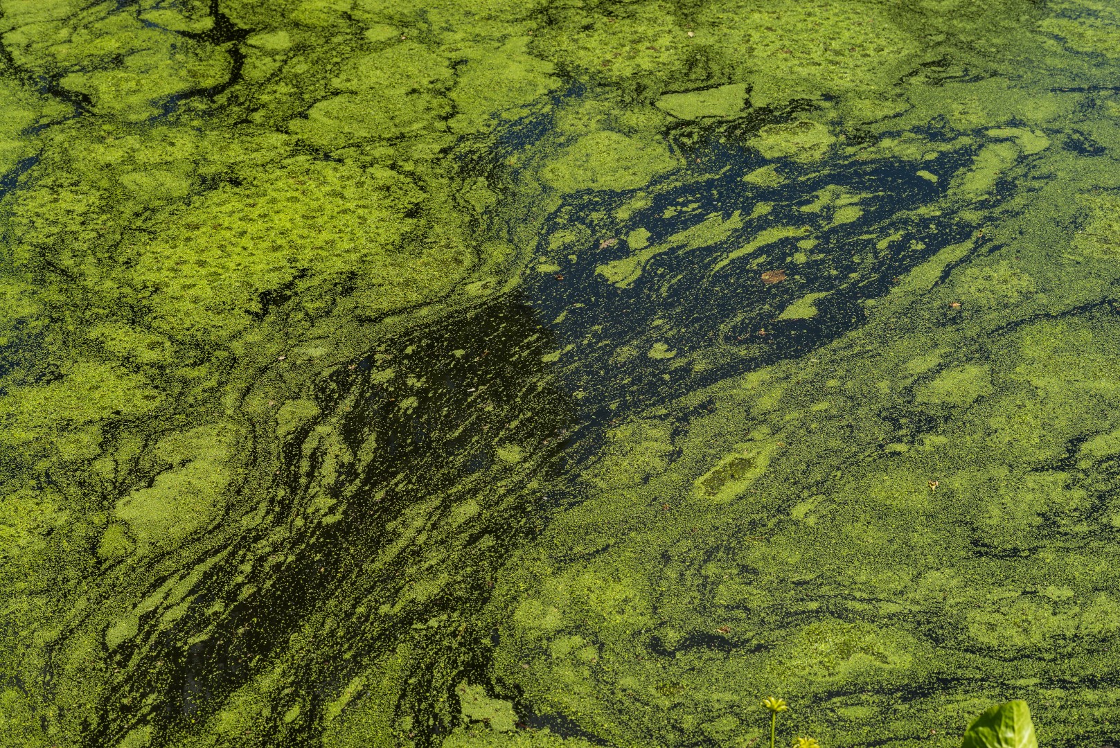 algae bloom (Large)