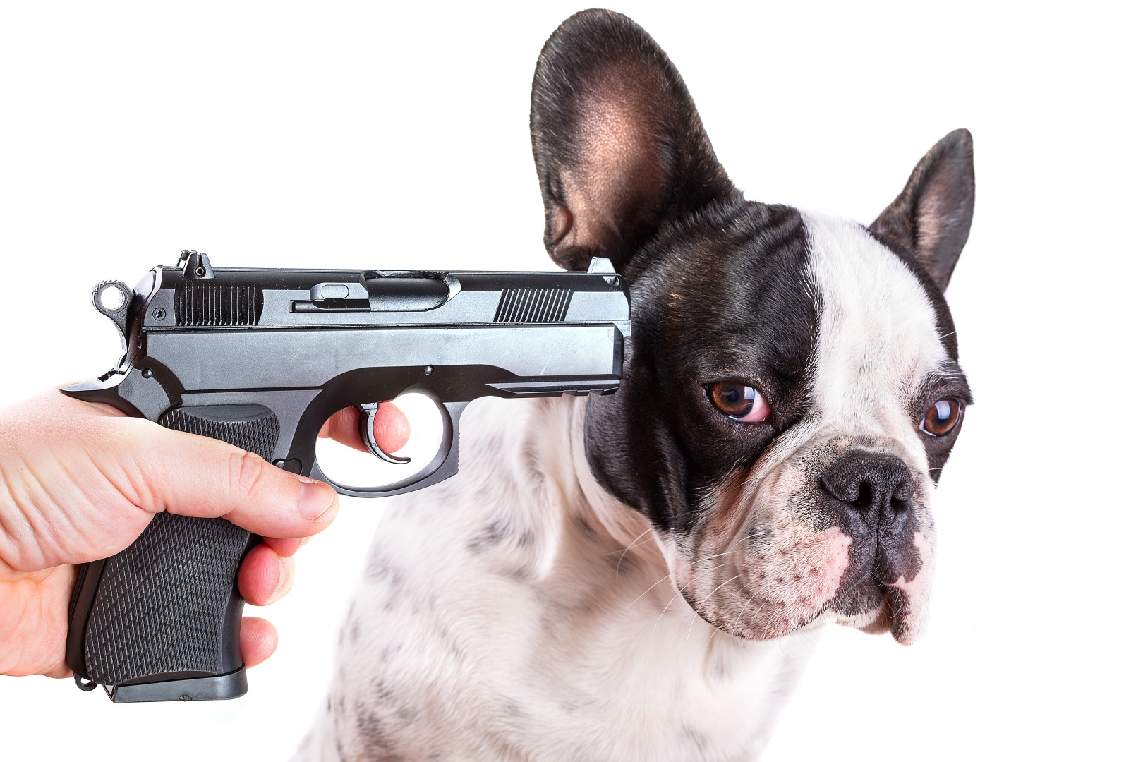 dog with gun