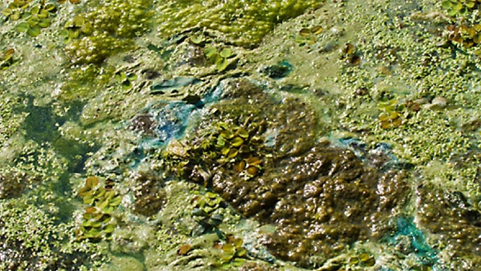 algae-bloom-07.12.16.jpg