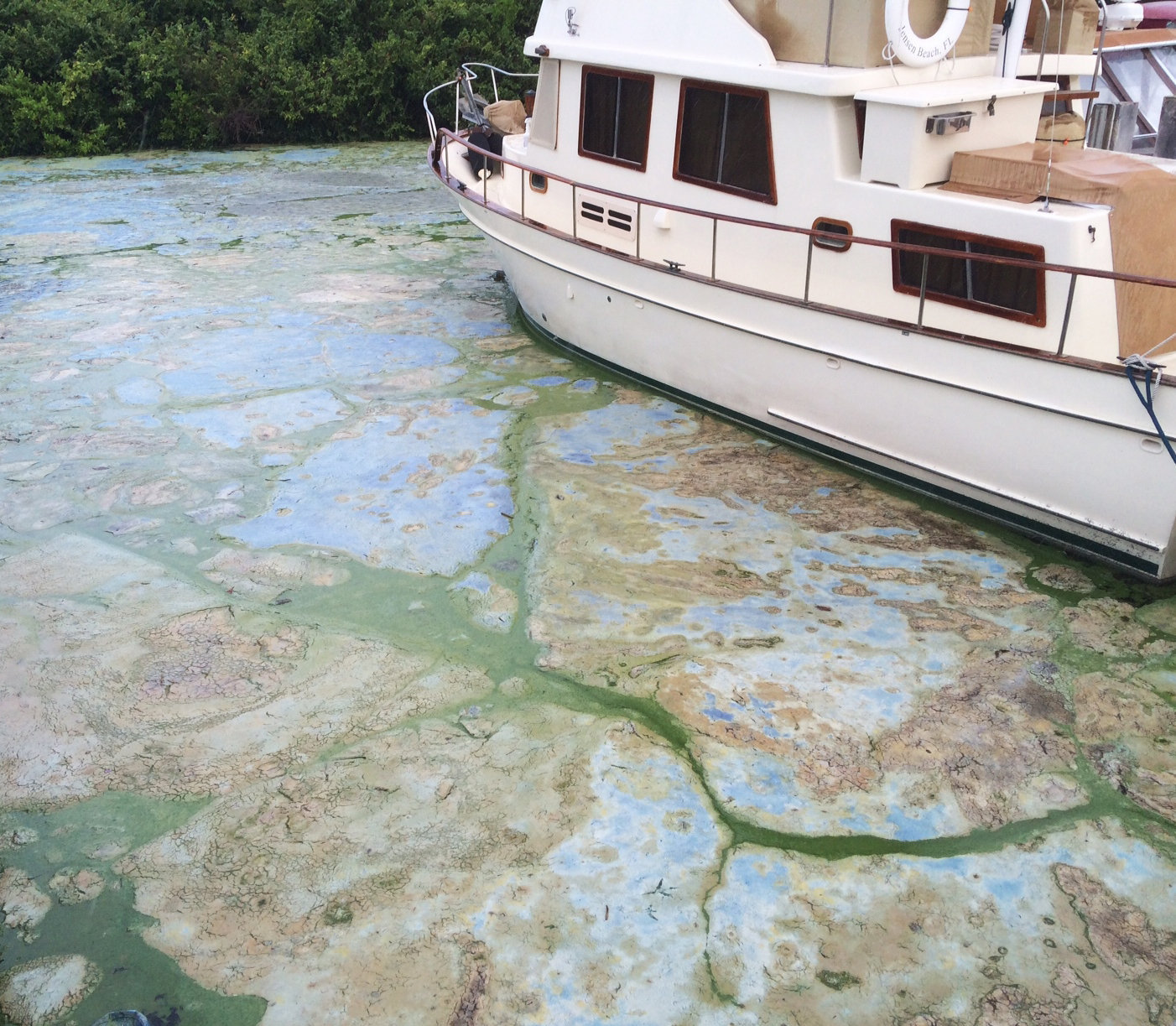 algae bloom treasure coast