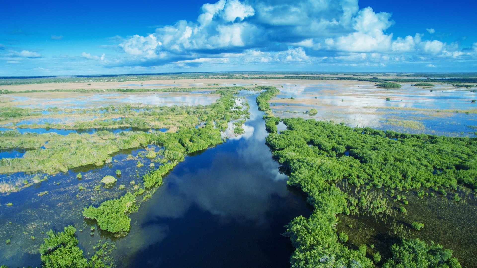 everglades (Large)