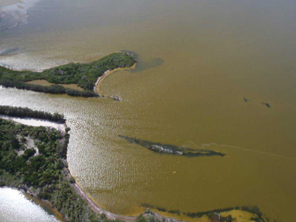 manatees-in-alge-bloom.jpg