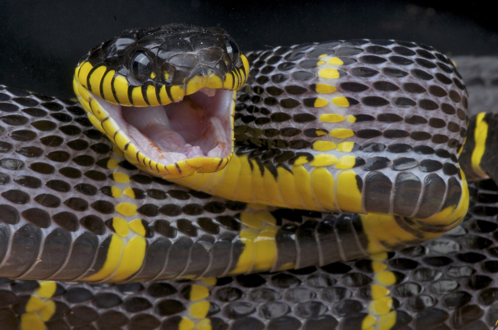 venomous snake (Large)