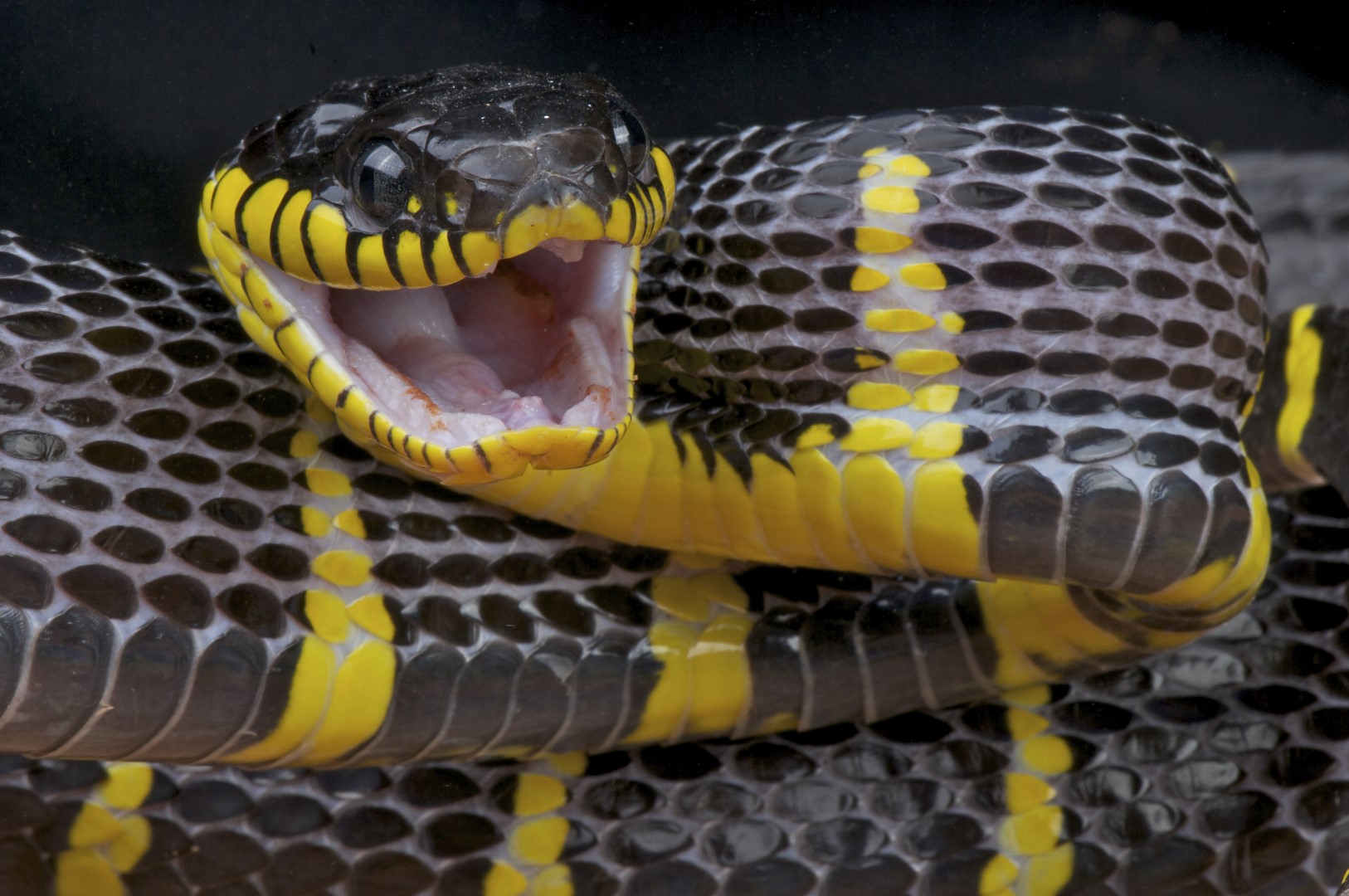 poisonous snake escape florida