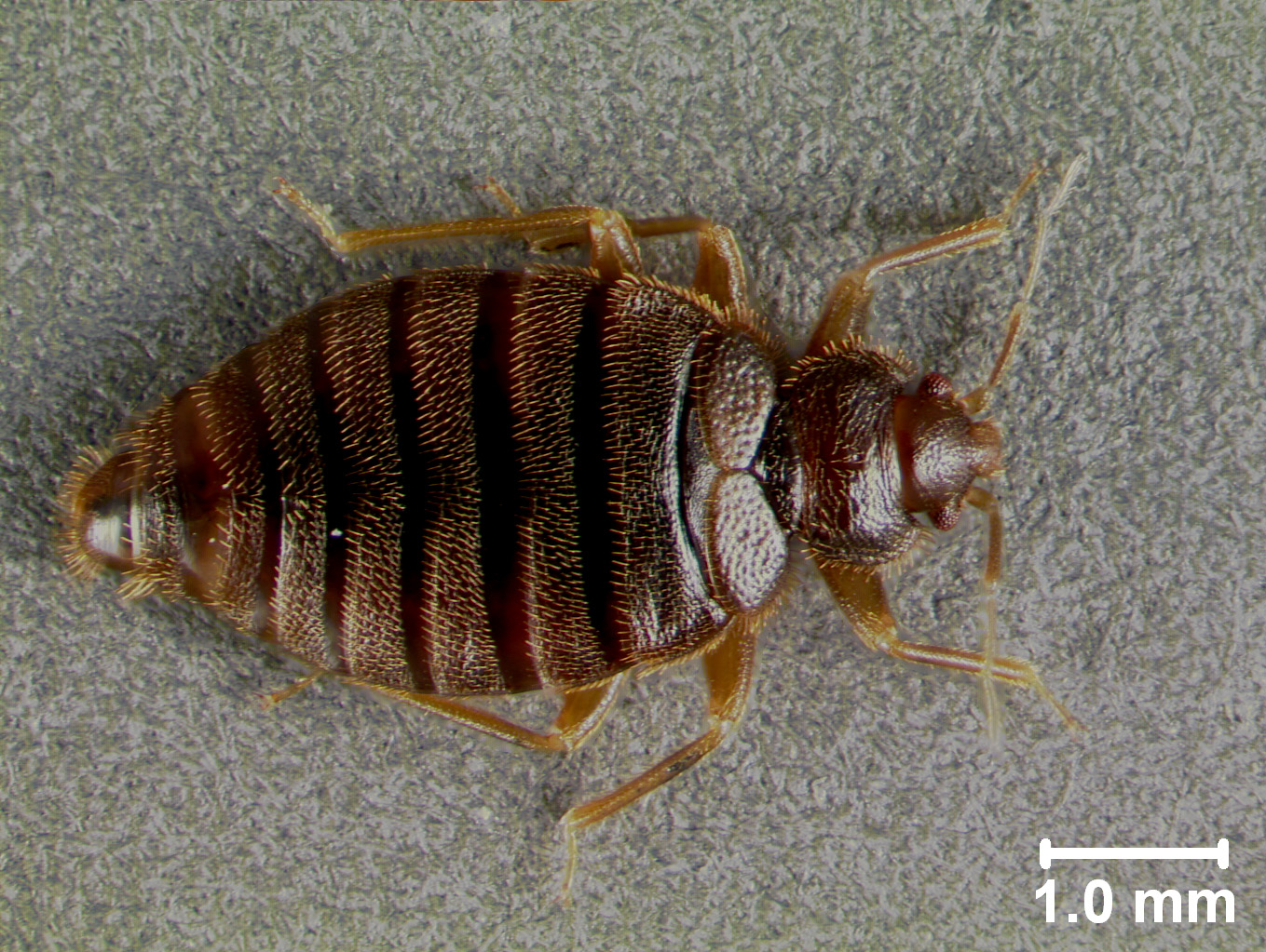 tropical-bed-bug-110916