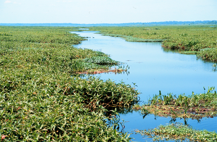 Fishing-Locations-Alachua-Orange-Lake.jpg