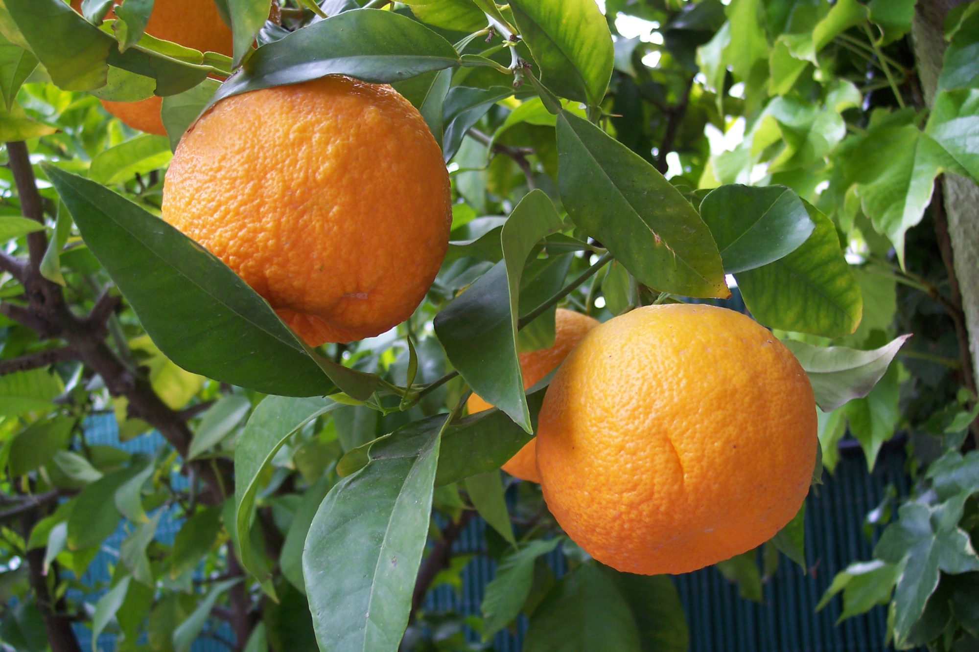 citrus_aurantium-wiki-e1523387743346.jpg