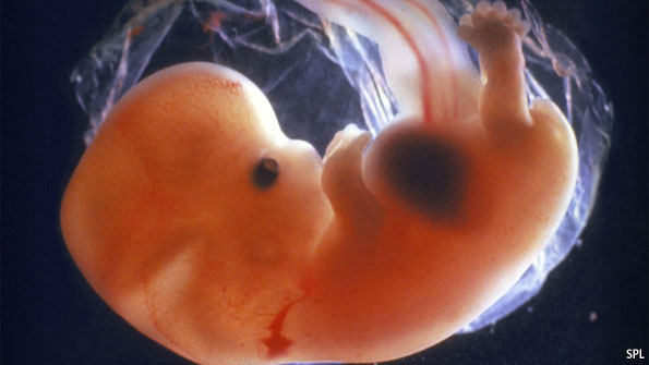 young-fetus