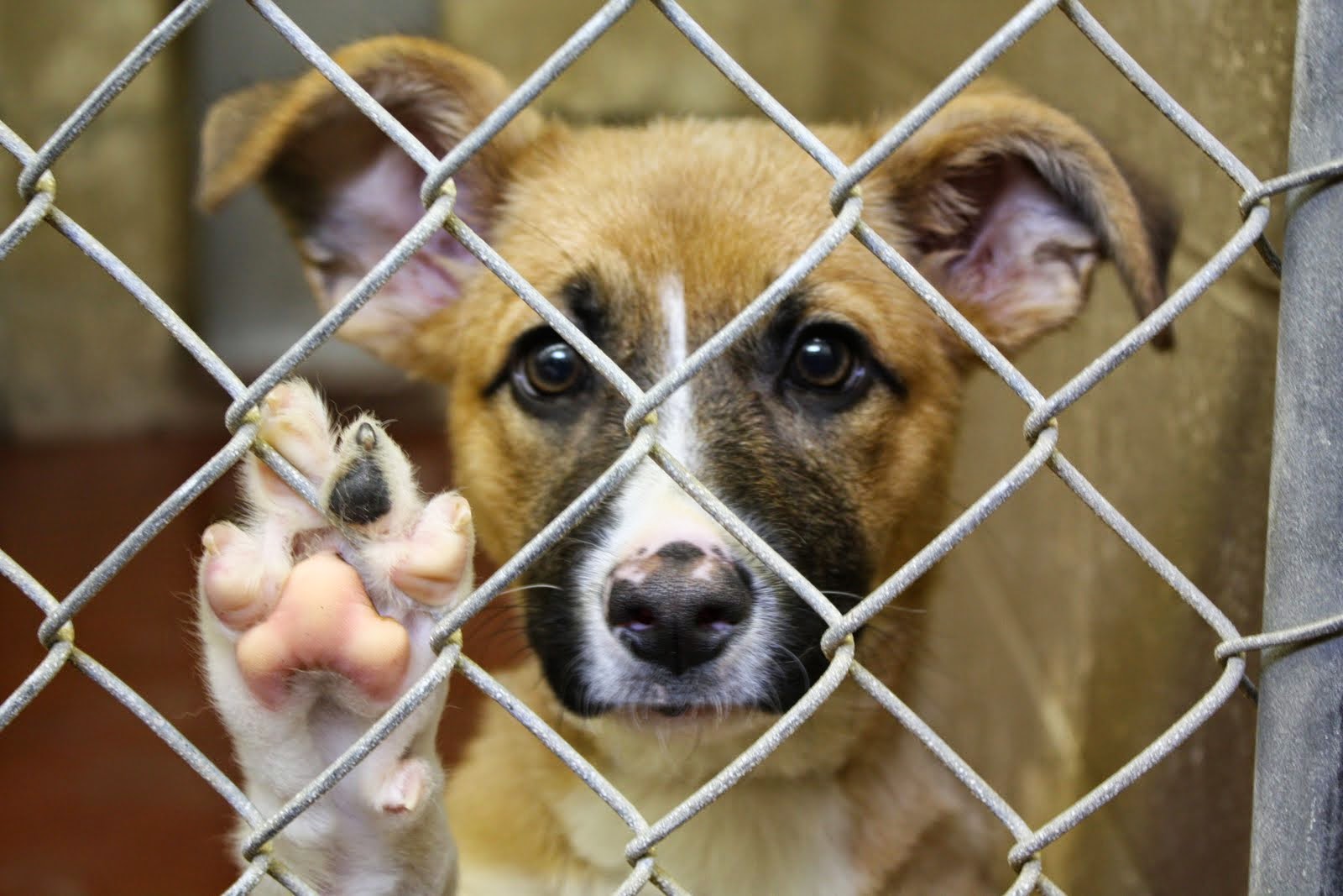 lawmakers-push-to-create-registry-of-those-convicted-of-animal-cruelty