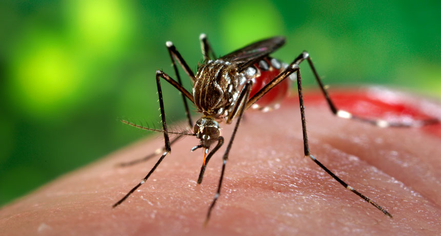 Zika-virus.jpg